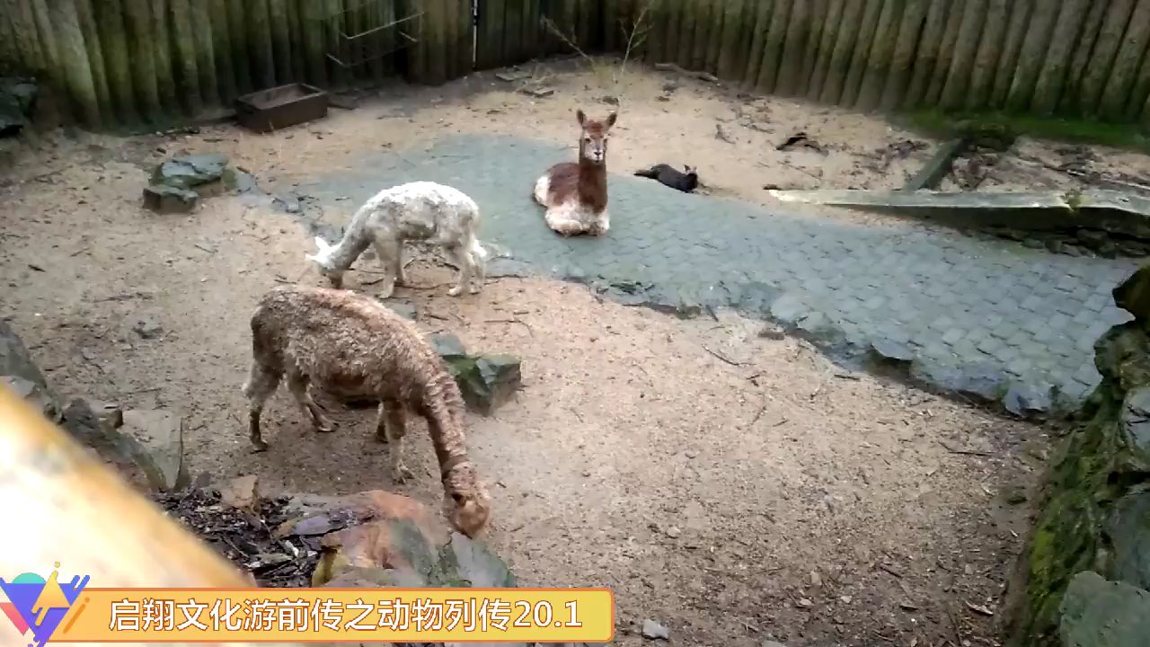 羊驼们强烈要求换一个绰号!纯搞笑。